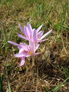 20120903Colchicum_autumnale6