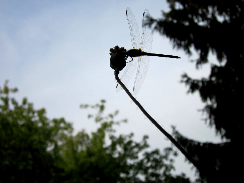 20120821Libelle_Hockenheim1