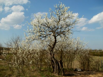 20120403Streuobstwiese_Oftersheim06
