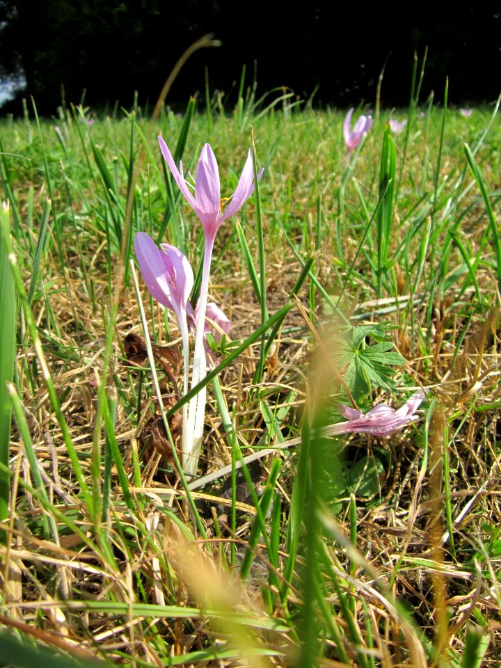 20120903Colchicum_autumnale5
