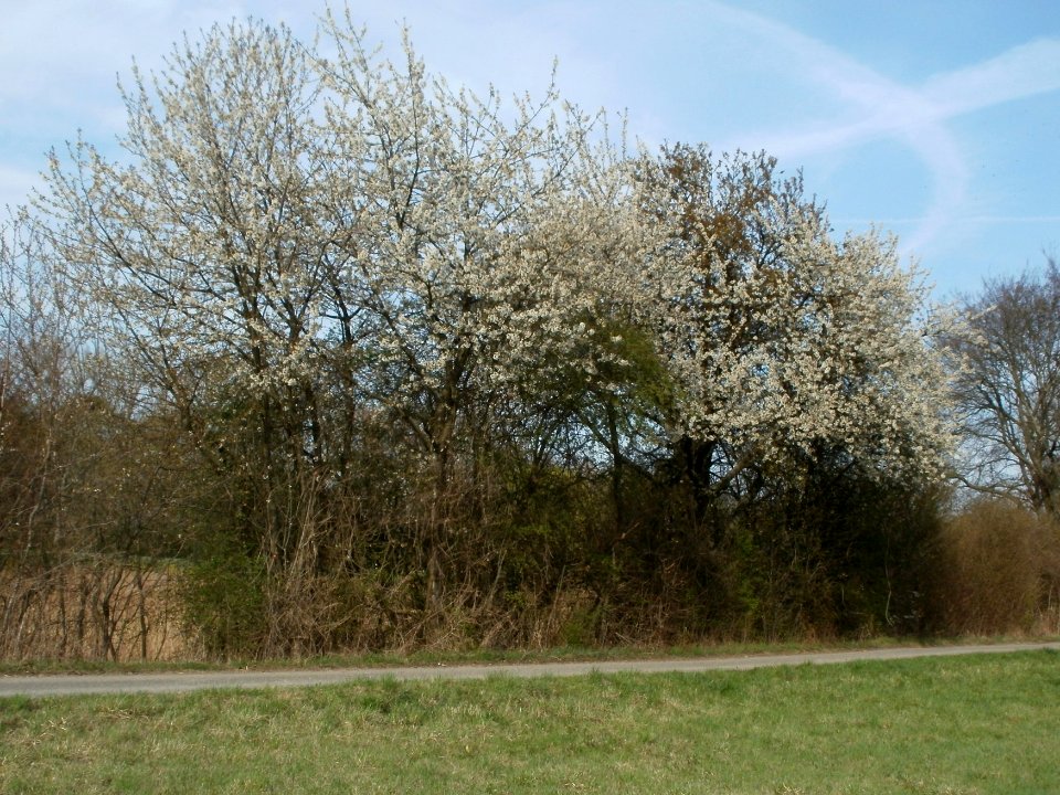 20120402Kirschbluete_Hockenheimer_Rheinbogen12