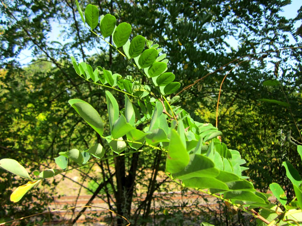 20120819Schwetzinger_Hardt36