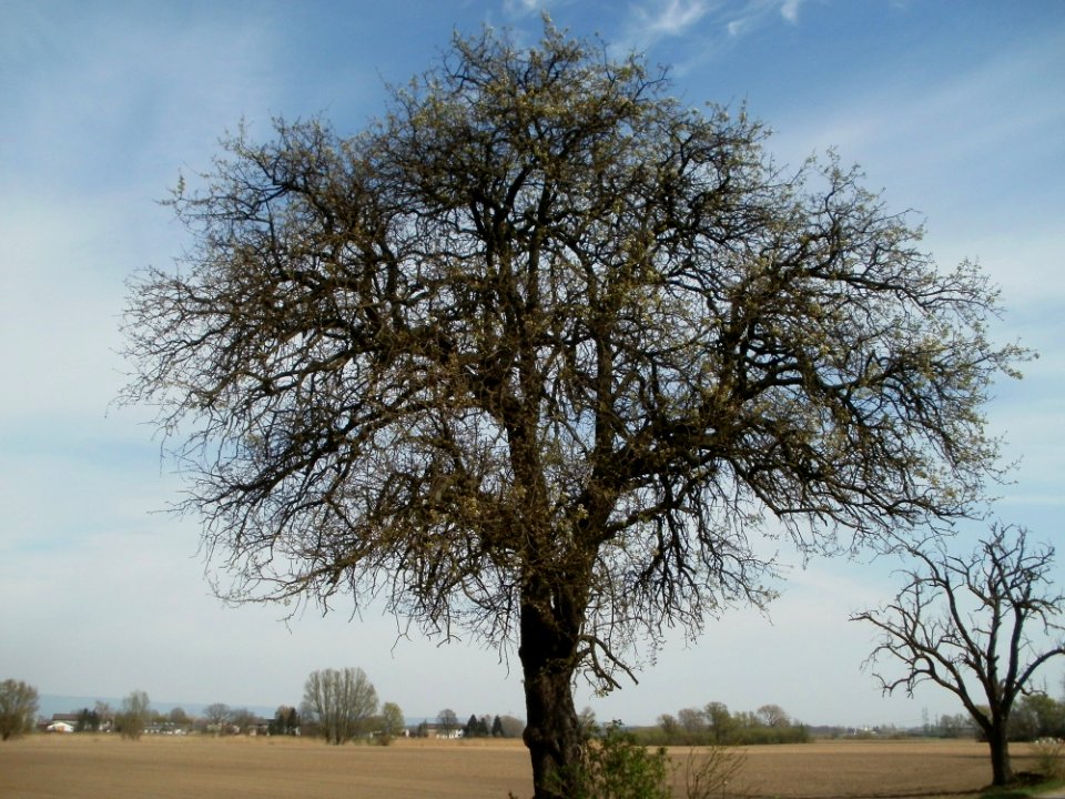 20120402Birnbaum_Hockenheimer_Rheinbogen02