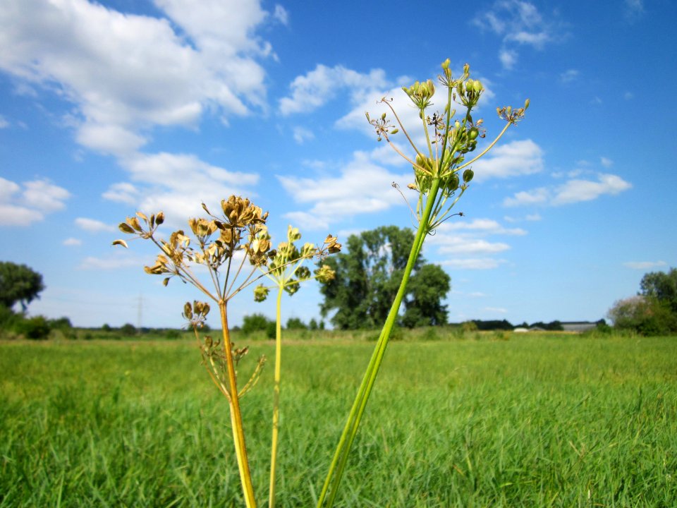 20120903Heracleum_sphondylium2