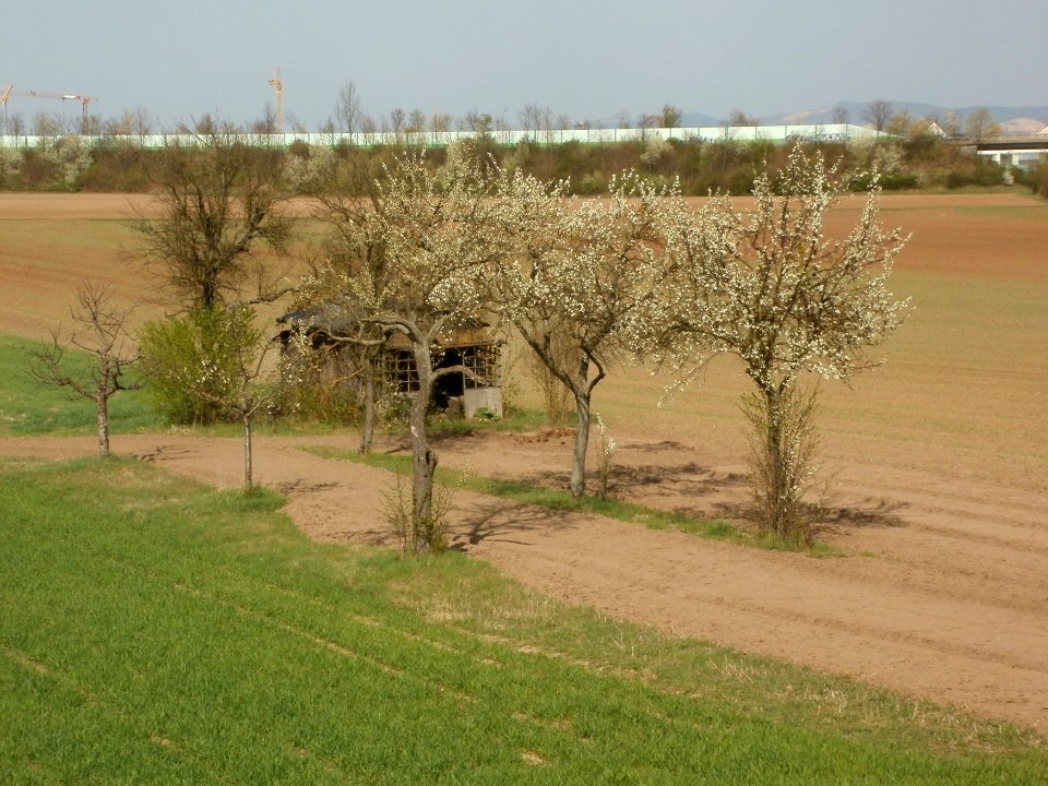 20120403Streuobstwiese_Oftersheim11