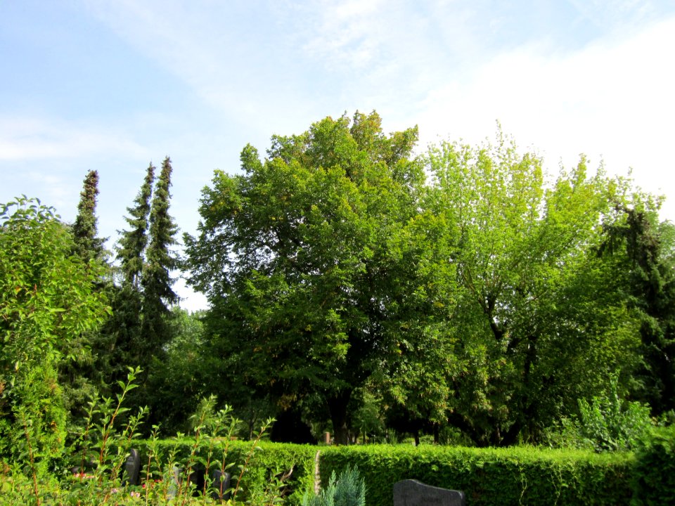 20120821Ahorn_Friedhof_Hockenheim1
