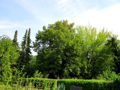 20120821Ahorn_Friedhof_Hockenheim1