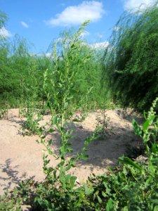 20120903Chenopodium_album1