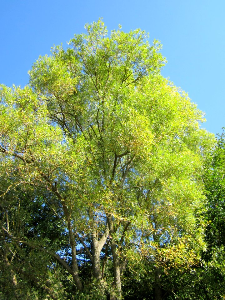 20120906Silberweide_Kriegbach2