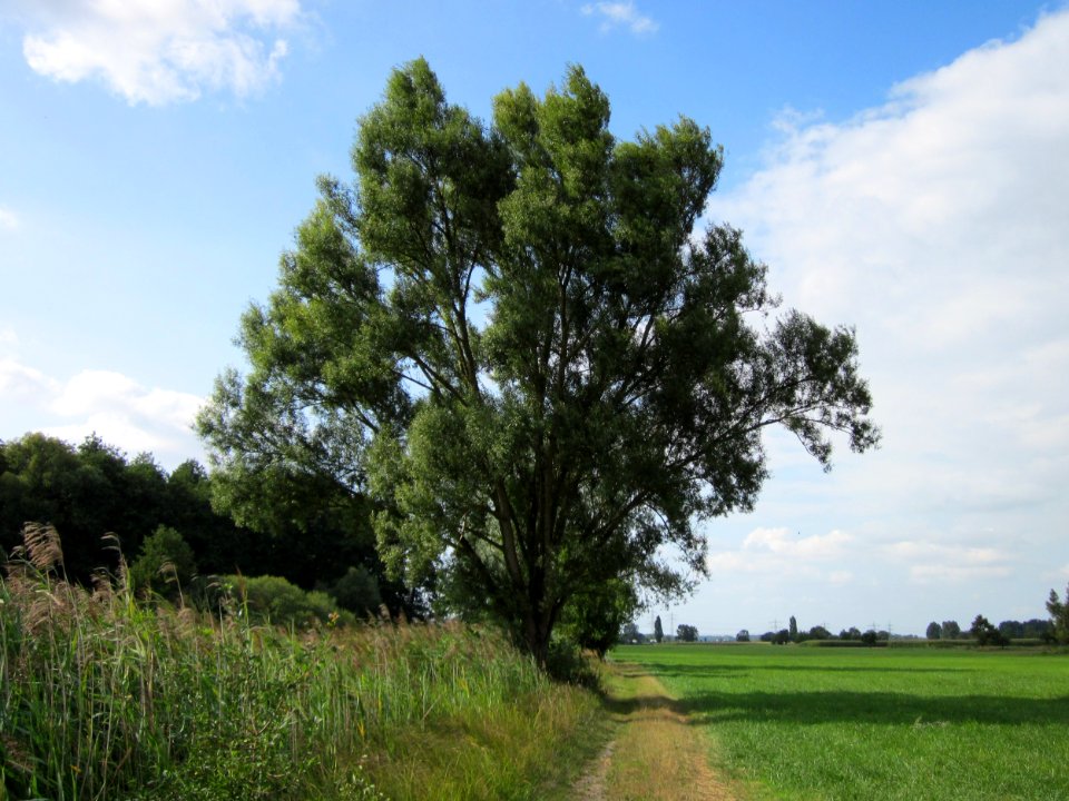 20120901Silberweide_Hockenheimer_Rheinbogen