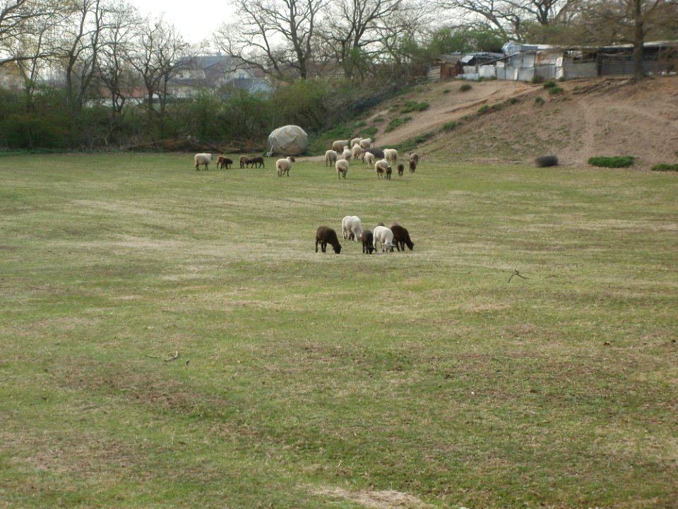 20120402Schafe_Hockenheim3