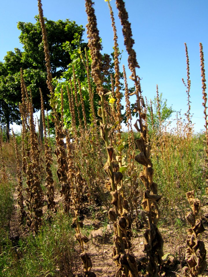 20120906Verbascum_thapsus2
