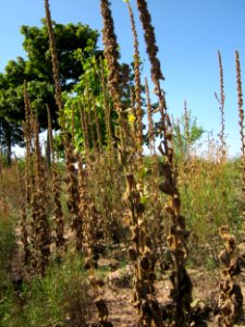 20120906Verbascum_thapsus2