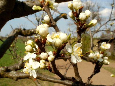 20120403Streuobstwiese_Oftersheim14