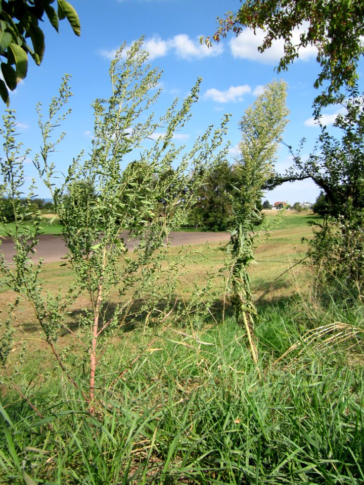 20120903Chenopodium_album3