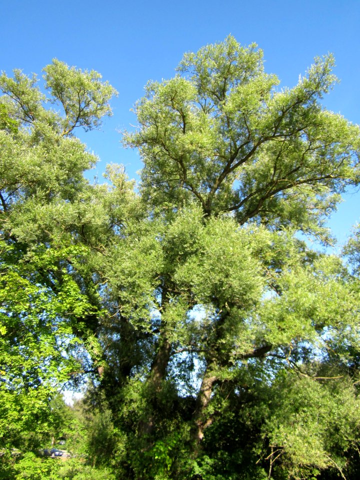 20120906Silberweiden_Altlussheim4