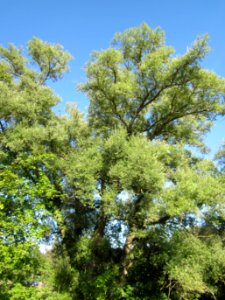 20120906Silberweiden_Altlussheim4
