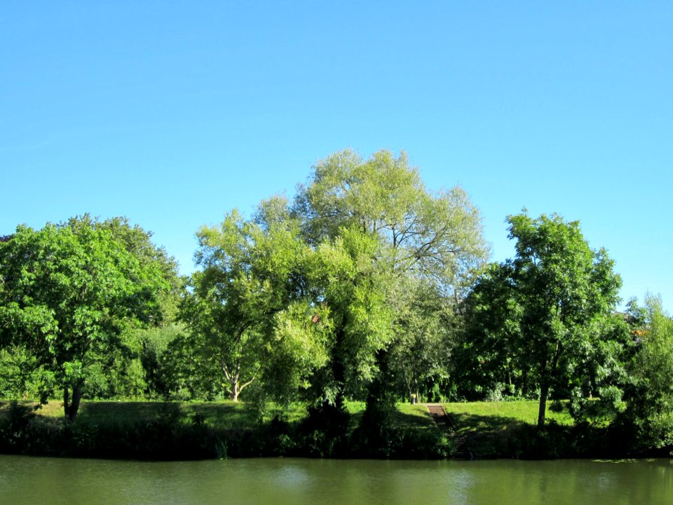 20120827Silberweide_Saarbruecken