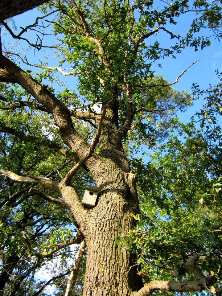 20120902Eiche_Reilingen5