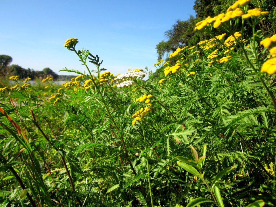20120906Rainfarn_Altlussheim2