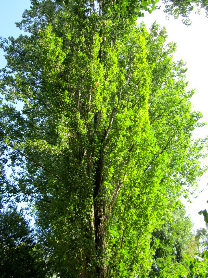 20120901Pappel_Hockenheim2
