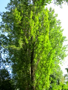 20120901Pappel_Hockenheim2