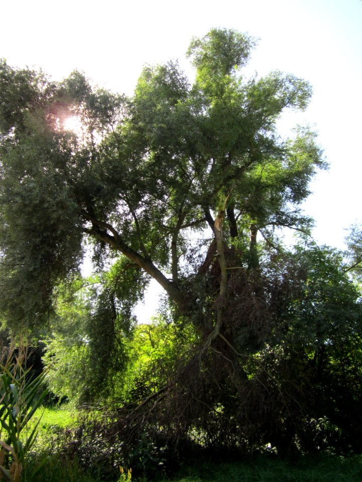 20120906Silberweide_Rheinhausen4