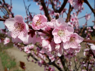 20120403Prunus_dulcis2