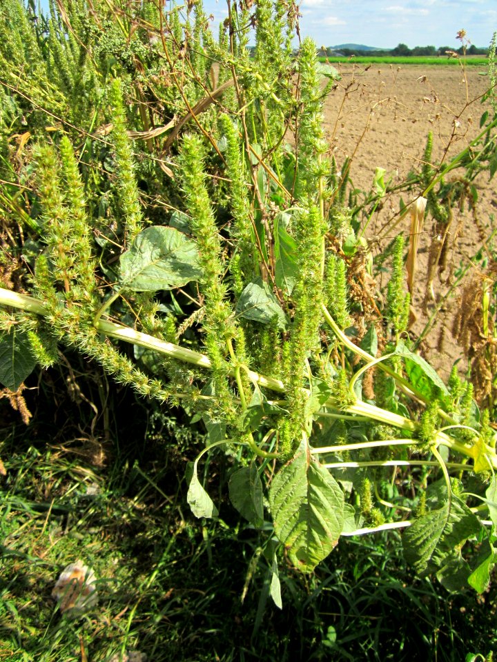 20120902Amaranthus_retroflexus4