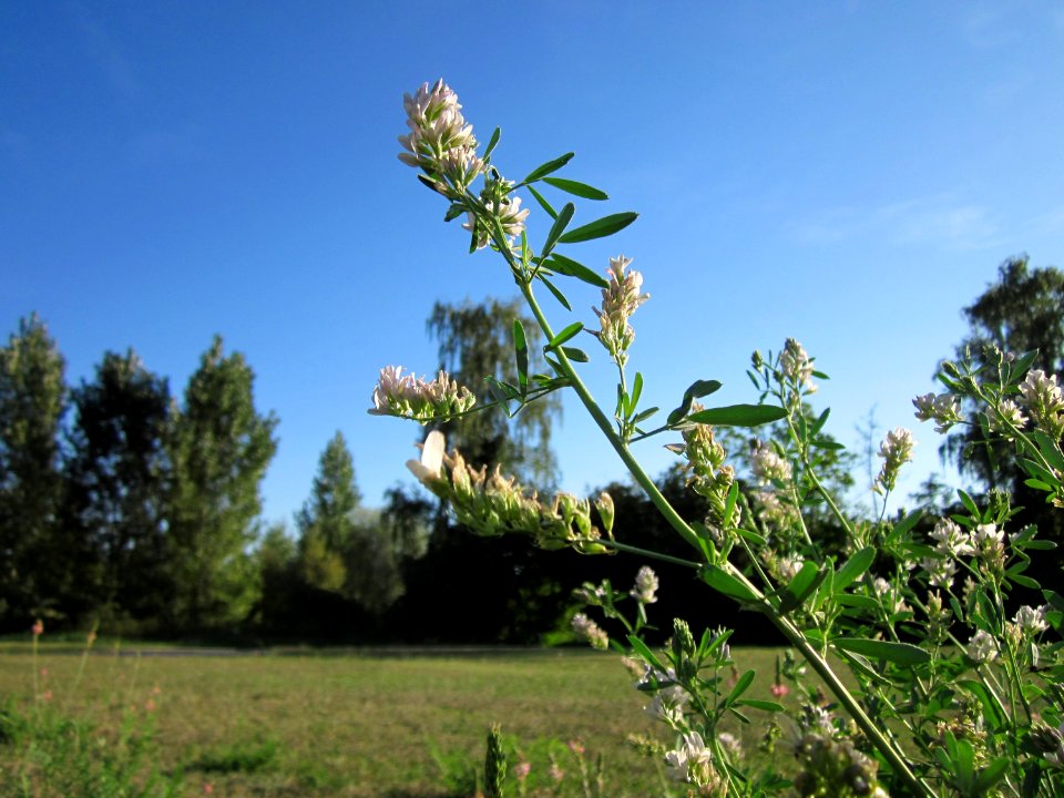 20120906Medicago_×_varia7
