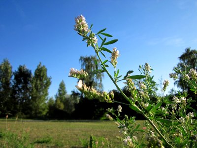 20120906Medicago_×_varia7