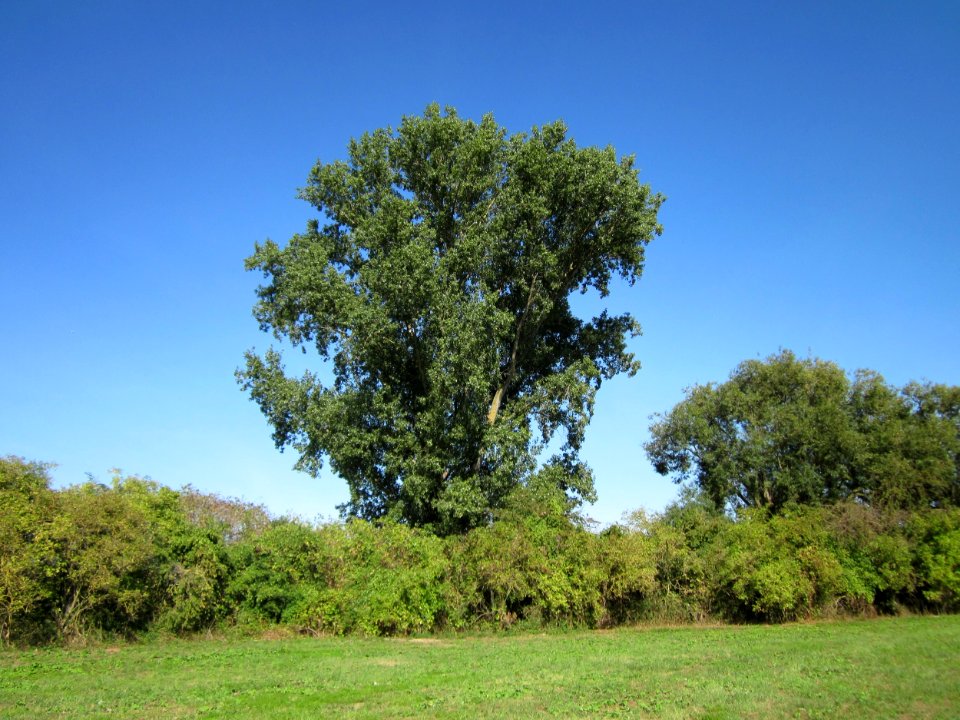 20120906Schwarzpappel_Altlussheim