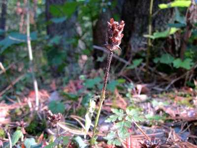 20120902Braunelle_Walldorf2