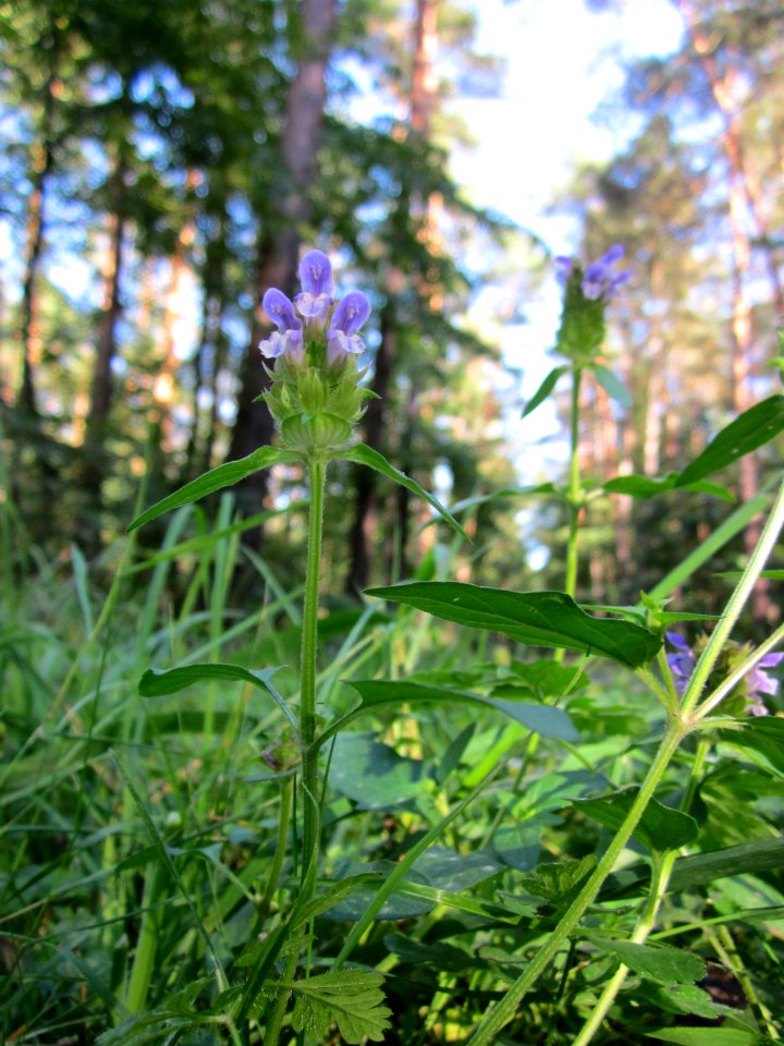 20120902Braunelle_Walldorf6