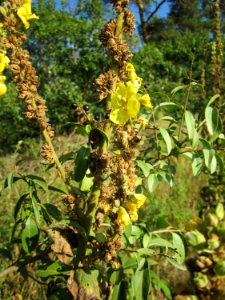 20120902Verbascum_thapsus3
