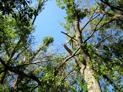 20120906Pappel_Rheinhausen3