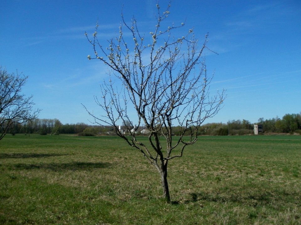 20120401Apfelbluete_Rheihausen01