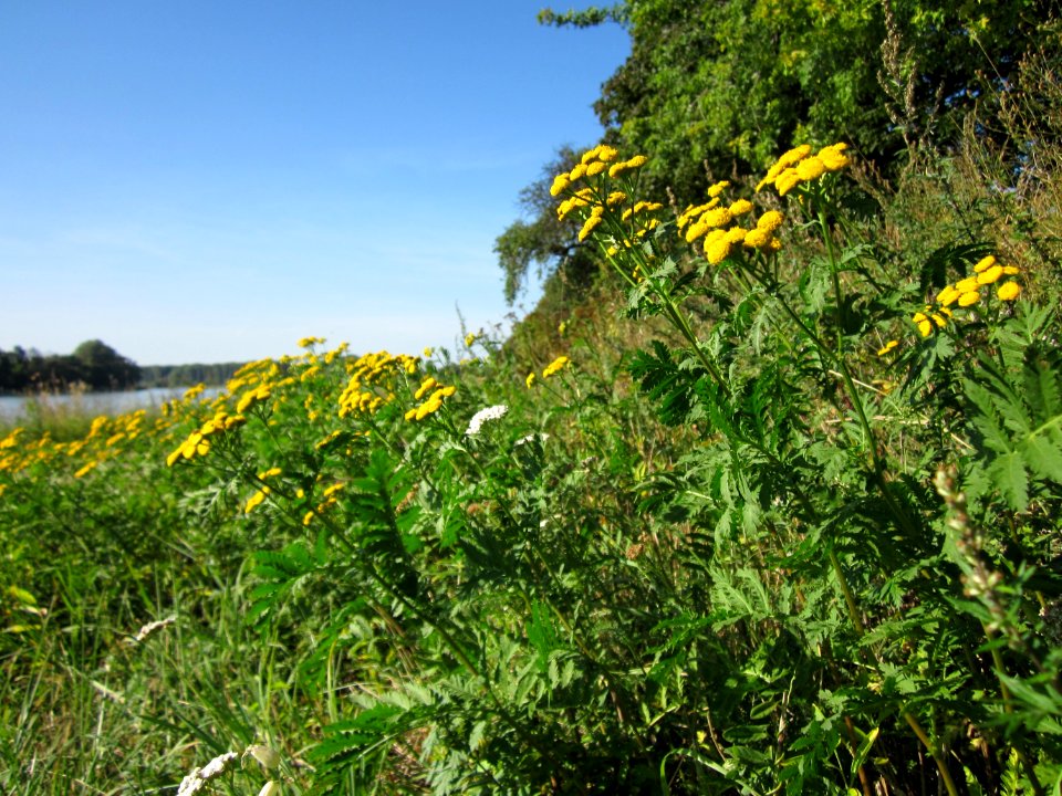 20120906Rainfarn_Altlussheim3