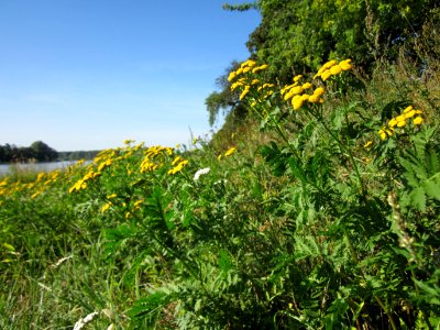20120906Rainfarn_Altlussheim3