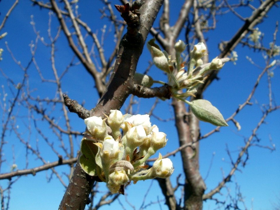 20120401Apfelbluete_Rheihausen07