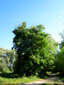20120906Robinie_Altlussheim