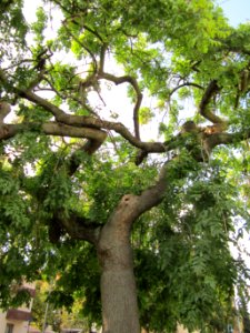 20120901Park_Wasserturm_Hockenheim2
