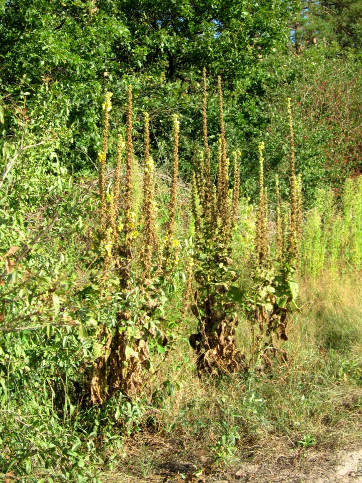 20120902Verbascum_thapsus1