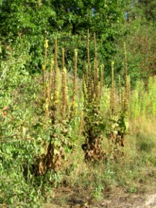 20120902Verbascum_thapsus1