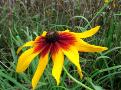 20120902Rudbeckia_hirta02