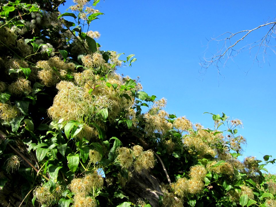 20120906Waldrebe_Rheinhausen2