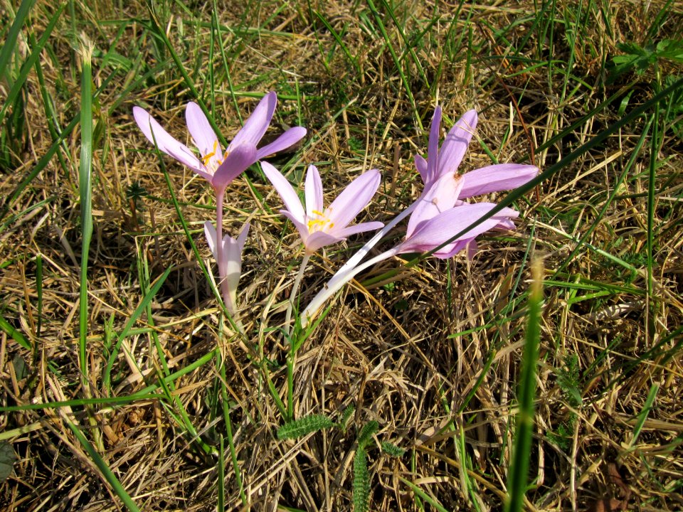 20120903Colchicum_autumnale4