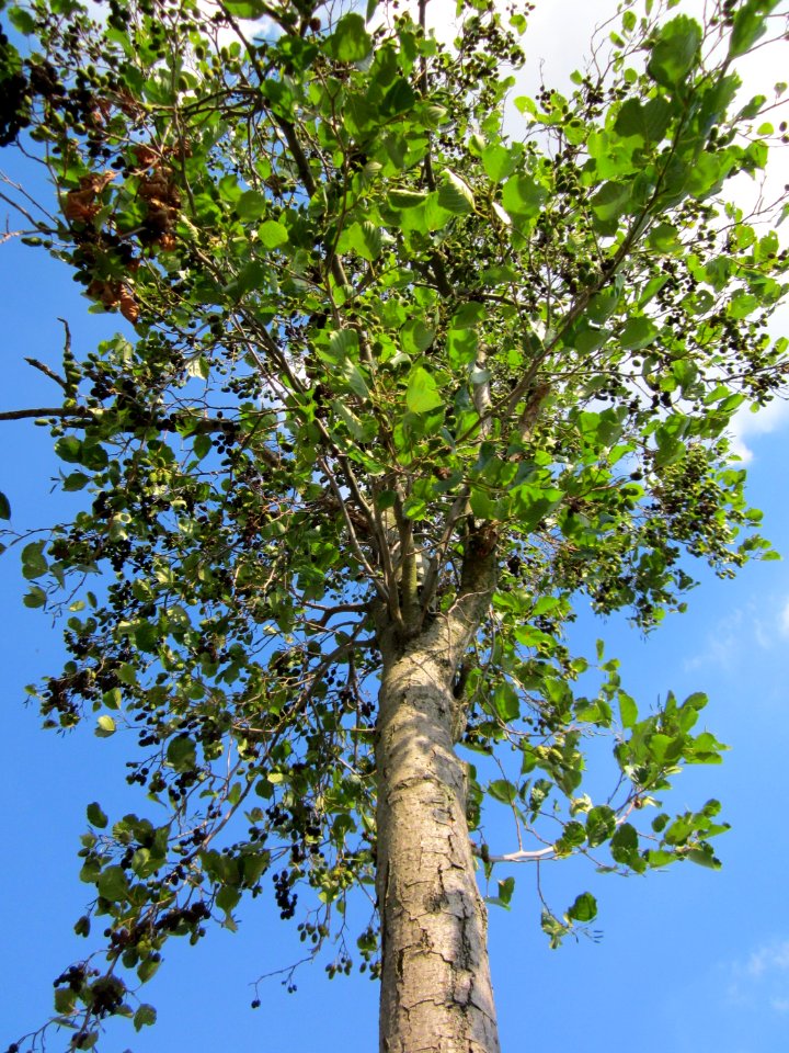20120904Alnus_glutinosa12