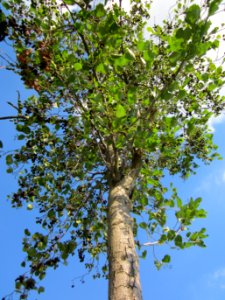 20120904Alnus_glutinosa12