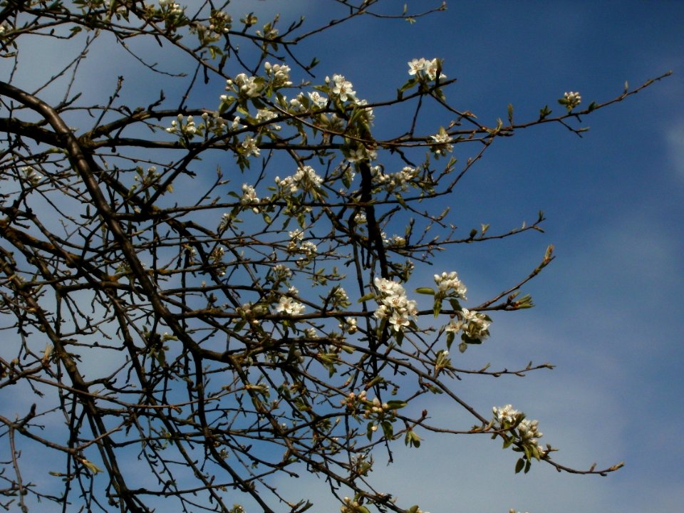 20120402Birnbaum_Hockenheimer_Rheinbogen07